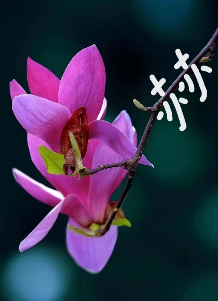 &#20048;&#40060;&#32593;&#39029;&#29256;&#45;&#20048;&#40060;&#40;&#20013;&#22269;&#41;&#23448;&#26041;